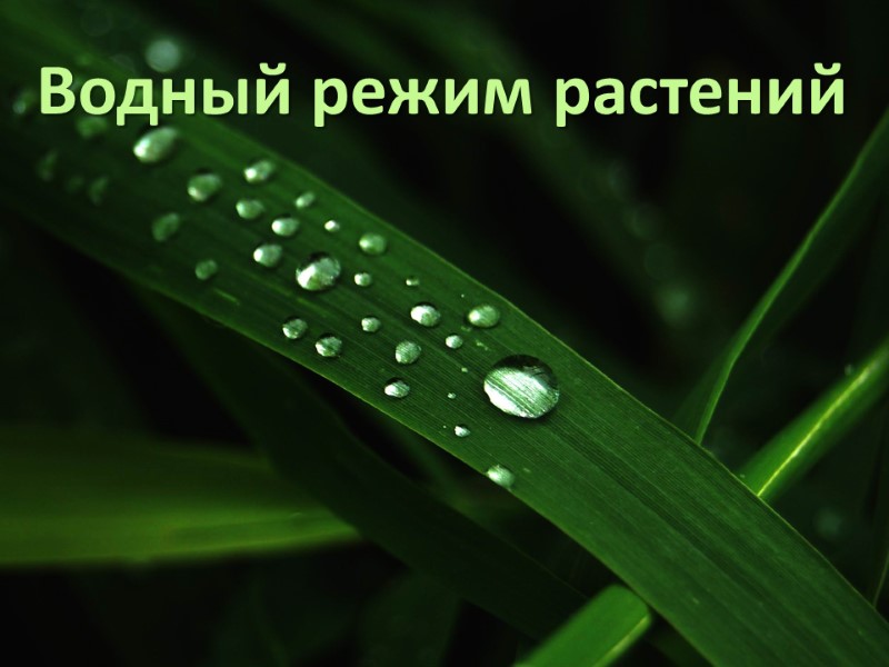 Водный режим растений
